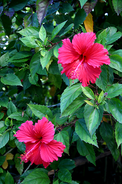 ���̂ւ�ɐ����Ă�n�C�r�X�J�X������������