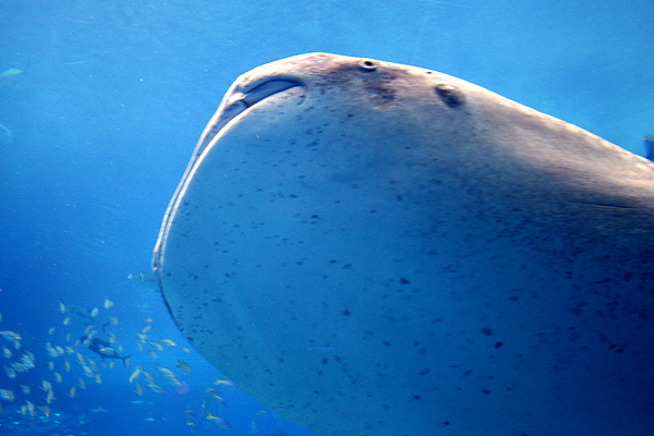 �p�^�p�^�}�}�ɂ����Ă�