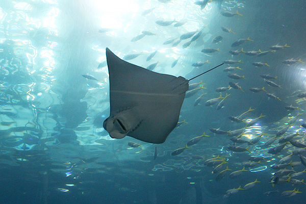 �����Ƃ����G���Ă݂���